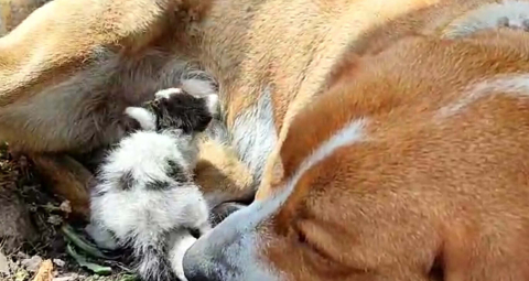 ÇANAKKALE 'Prenses' adlı köpek, terk edilen yavru kediyi emziriyor (VİDEO EKLENDİ)