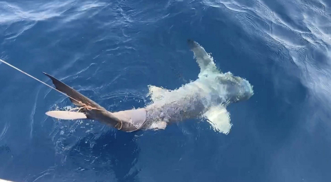 Çanakkale'de avlanması yasak 'mako' cinsi köpek balığı oltaya dolanmış olarak bulundu