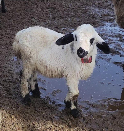Kuzular anneleri ile buluştu, güzel görüntüler ortaya çıktı/Ek fotoğraflar