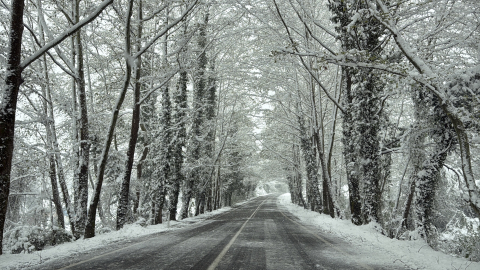 Ağaç tünel yolda beyaz güzellik