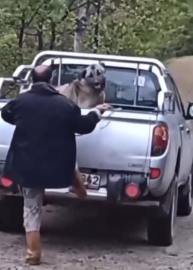 Kamyonette köpeğe halatla şiddet uyguladı, gözaltına alındı