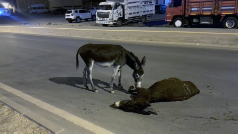 Otomobilin çarptığı eşek öldü, yavrusu başından ayrılmadı