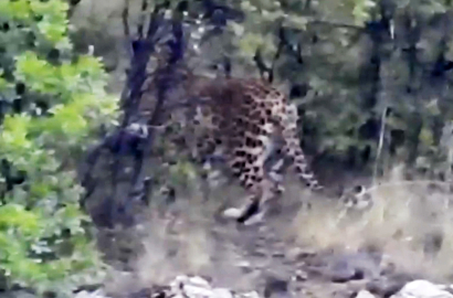 Antalya'da Anadolu parsı görüntülendi