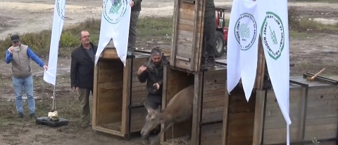 Bursa'da yetiştirilen 3 kızılgeyik doğaya salındı