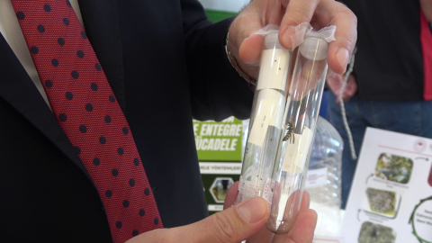 Samuray arısı, eşek arısı değil; kahverengi kokarcanın doğal düşmanı