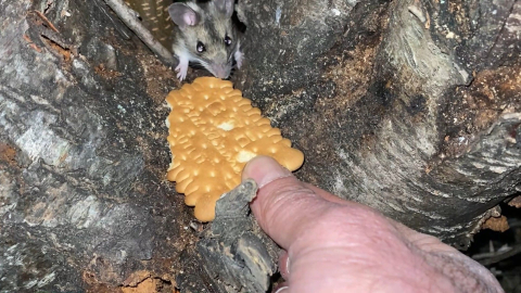 Nesli tükenmekte olan fareyi bisküviyle besledi
