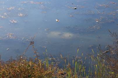 Tokat’ta ehliyetsiz sürücü otomobille gölete düştü