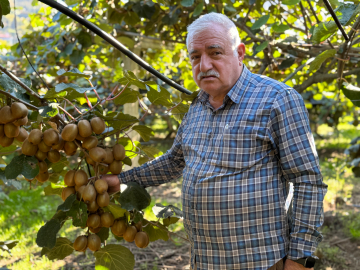 Ordu’da kivi için ‘erken hasat’ uyarısı /Video eklendi