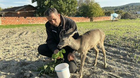 Yavru karacayı 5 aydır elleriyle besliyor