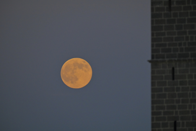 Diyarbakır’da ‘Kunduz ayı’ kartpostallık görüntüler oluşturdu/ Ek fotoğraflar