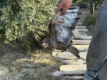 Yaralı şahin tedaviye alındı