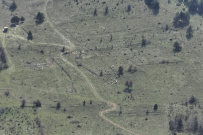 Bolu'da kaybolan küçükbaşlar, dronla bulundu