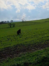 Köy yoluna inen ayı kamerada