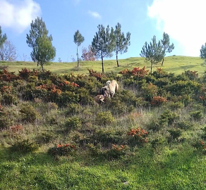 Kangal köpeği ile kurdun boğuştu anlar kamerada