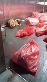 ABB'den 'çöp poşetinde ölü köpek' soruşturması açıklaması