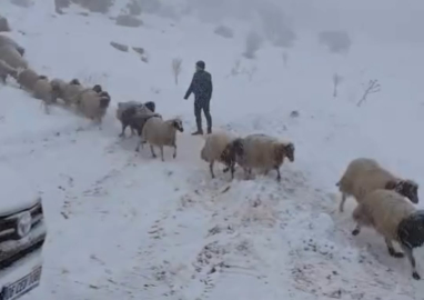 Karda mahsur kalan çoban ve 800 küçükbaş hayvan kurtarıldı