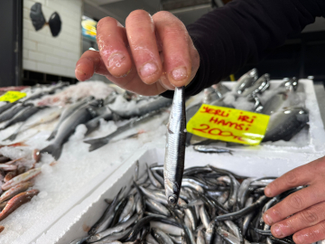 'Karadeniz’de yoğun av baskısı sonucu hamsi Gürcistan’a göç etti'