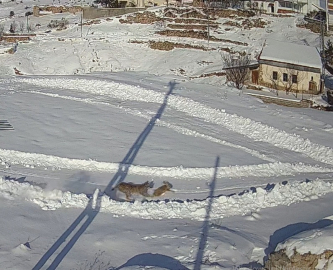 Köye inen vaşağın tavşan avı kamerada