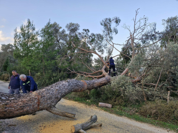 Bodrum'da ağaçlar devrildi, feribot seferleri iptal edildi