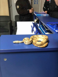 Kafede Mısır yılanı gezdi; 11 bin 977 TL ceza yedi