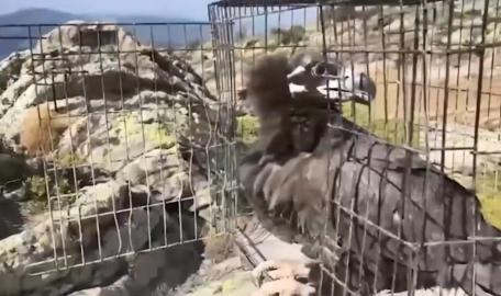 Tedavisi tamamlanan 132 yaban hayvanı doğaya salındı