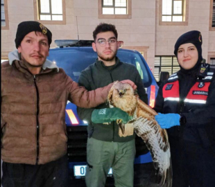 Tavukların arasında bulunan kanadı kırık şahin, tedaviye alındı