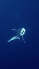 Camgöz köpek balığını dalgıçlar kurtardı