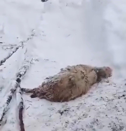 Ordu’da kardan çatısı çöken ağıldaki 7 koyun öldü