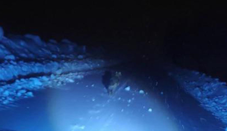 Görüntülemek istedikleri kurdun saldırısından araçlarına binerek kurtuldular