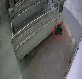 Kamyonetiyle kediyi ezen sürücüye 1 ay hayvan barınağında çalışma cezası