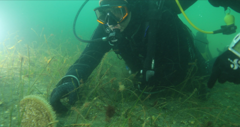 Kocaeli Büyükşehir Belediye Başkanı Büyükakın, Gebze Eskihisar’da dalış yaptı