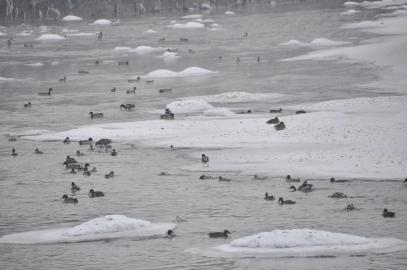 Yeşilbaş ördeklerin yüzeyi kısmen donan çayda yaşam mücadelesi