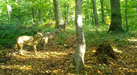 Ormanda gezen kurt sürüsü fotokapanla görüntülendi