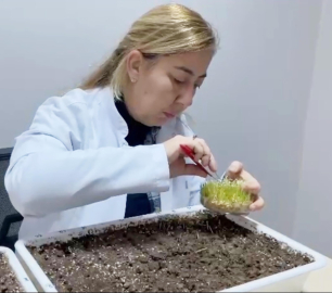 Eksi 21 derece kışa dayanıklı tohum çeşitleri geliştiriyorlar