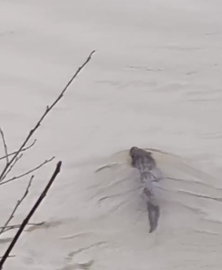 Bartın Irmağı'nda su samuru görüldü