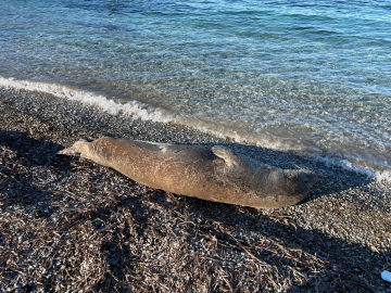 Bodrum'da kıyıda uyuyan fok ilgi odağı oldu
