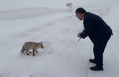 Belediye başkanı karlı yolda aç kalan tilkiyi eliyle besledi