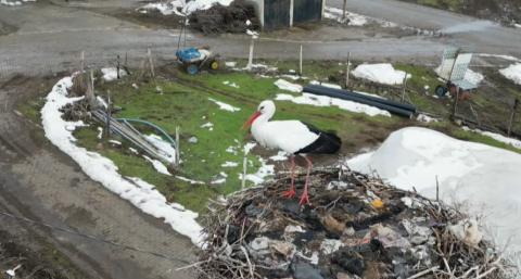 3 yıldır göç etmeyen leylek, aynı yuvada kışı geçiriyor