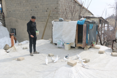 Evinin damında 3 ırktan 50 güvercin besliyor