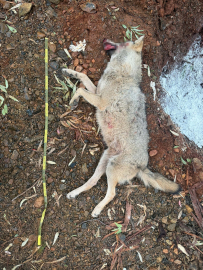 Fethiye'de aracın çarpması sonucu ölen kurt, TÜBİTAK projesine ışık tutacak