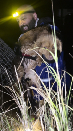 Manisa'daki selde kurtarılan 3 köpek, Bursa'da tedaviye alındı