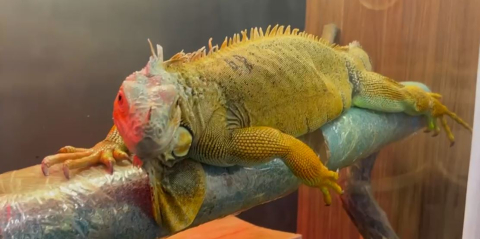 Kaçak yollarla getirilen egzotik hayvanlar muhafazaya alındı