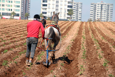 Atlara bağladığı sapanlarla yabani otları temizledi; tepkilere yol açtı