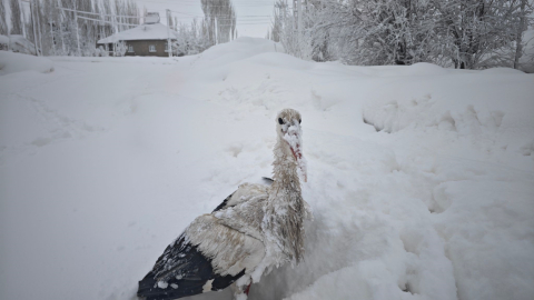Yuvasından düşüp, kanatları donan leyleği kurtardı