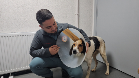 Beyin kemiğine kadar kanser yayılan köpek tedavi edildi