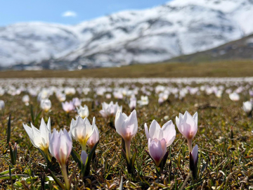 Muş Ovası, baharın müjdecisi çiğdemlerle süslendi