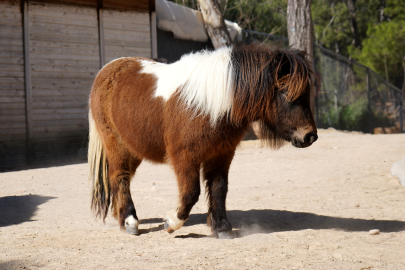 Bayramda doğan midilli 'Şeker', 1 yaşına giriyor
