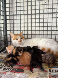 Gebe köpek öldü, yavrulara anne kedi sahip çıktı