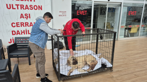 Kayıp köpeğini vurulmuş olarak buldu; şüpheli tutuklandı