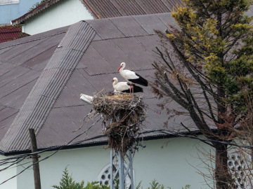 İstanbul- Afrika'dan göç eden Leylekler İstanbul'a ulaştı